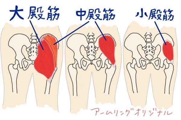 大臀筋・中臀筋・小臀筋