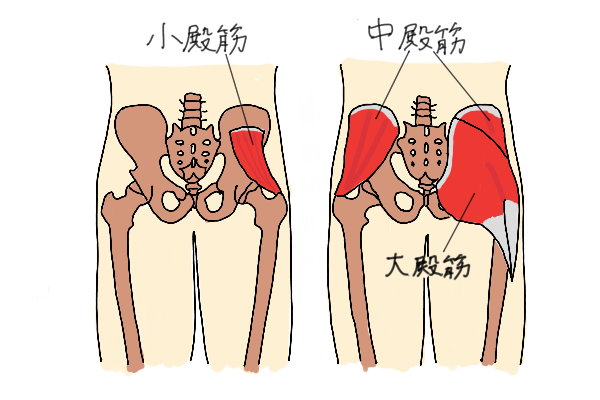 大殿筋　中殿筋　小殿筋のイラスト