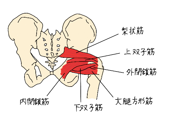 お尻 筋肉 名前 22年最新版 文京区のパーソナルトレーニング専門ジム アームリング千駄木 茗荷谷