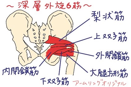 深層外旋６筋