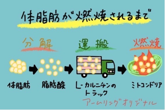 ダイエット効果を促進させる脂肪燃焼系サプリメント 【2023年最新版 